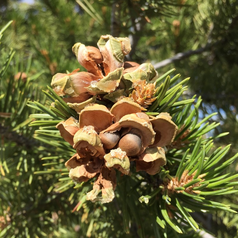Twoneedle Pinyon photo 5