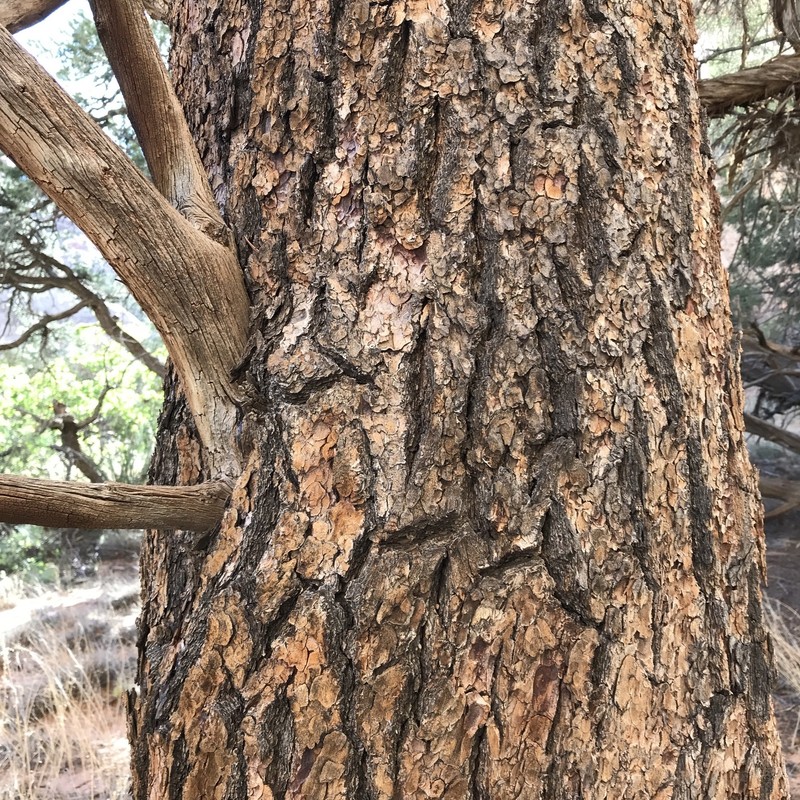 Twoneedle Pinyon photo 6