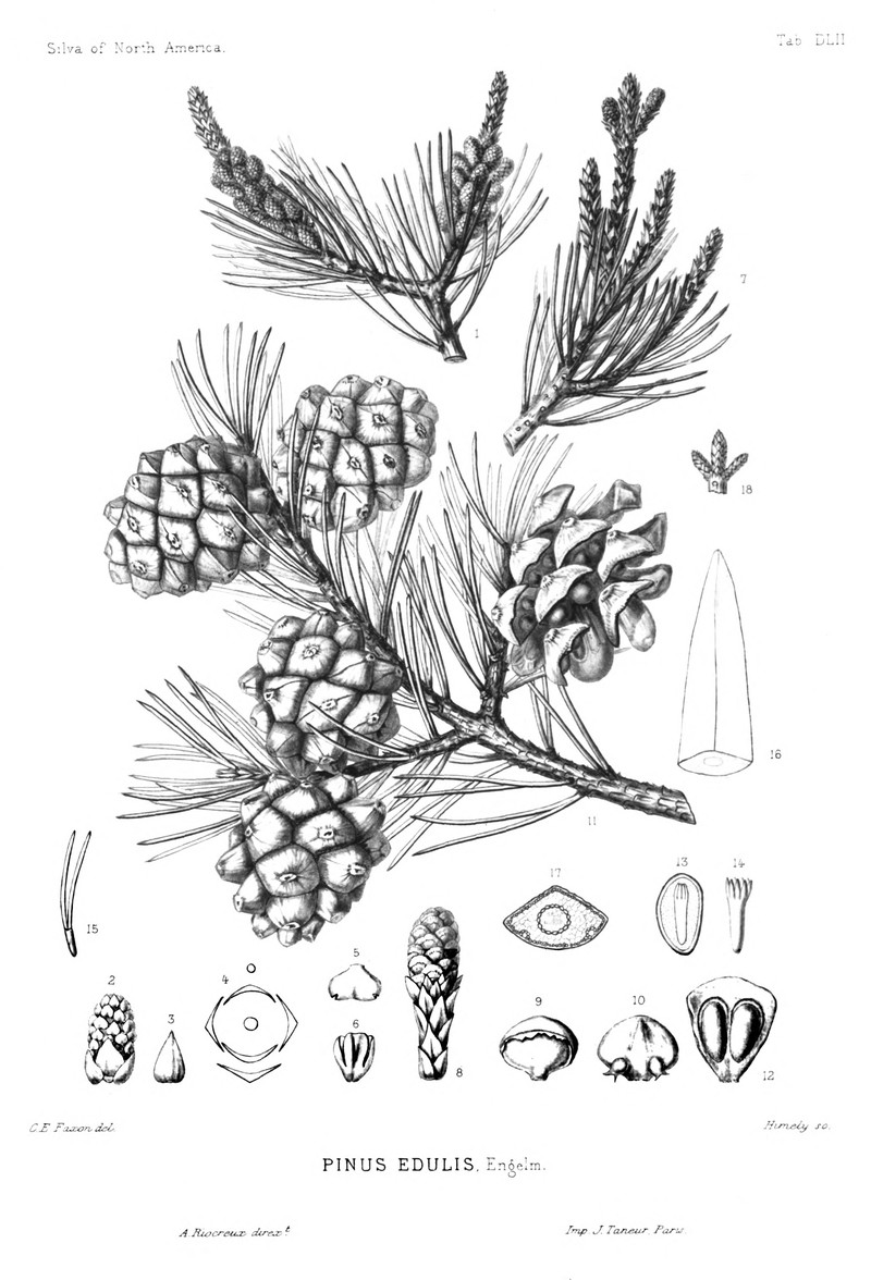 Twoneedle Pinyon photo 8