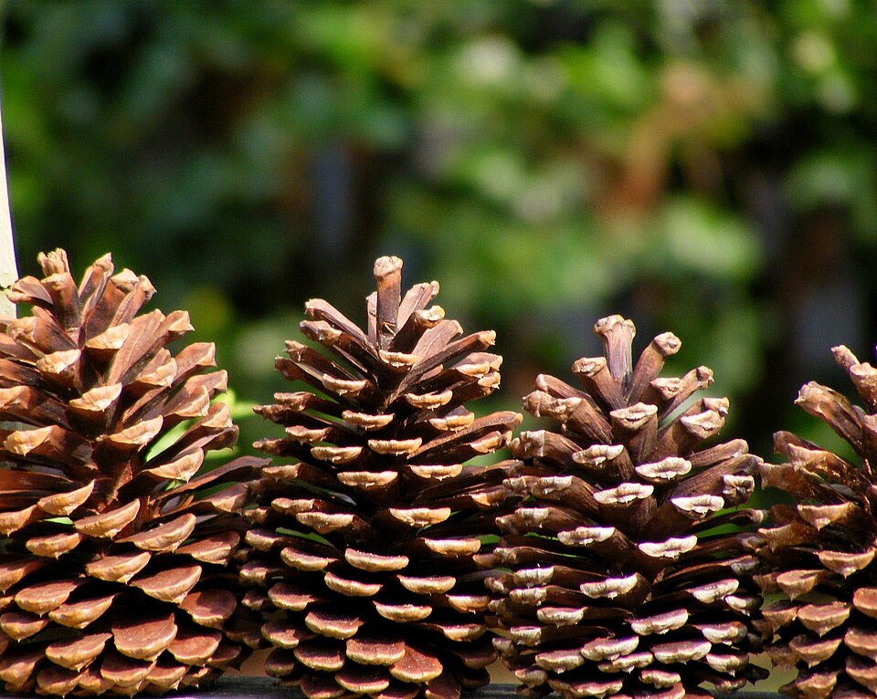 Slash Pine photo 7