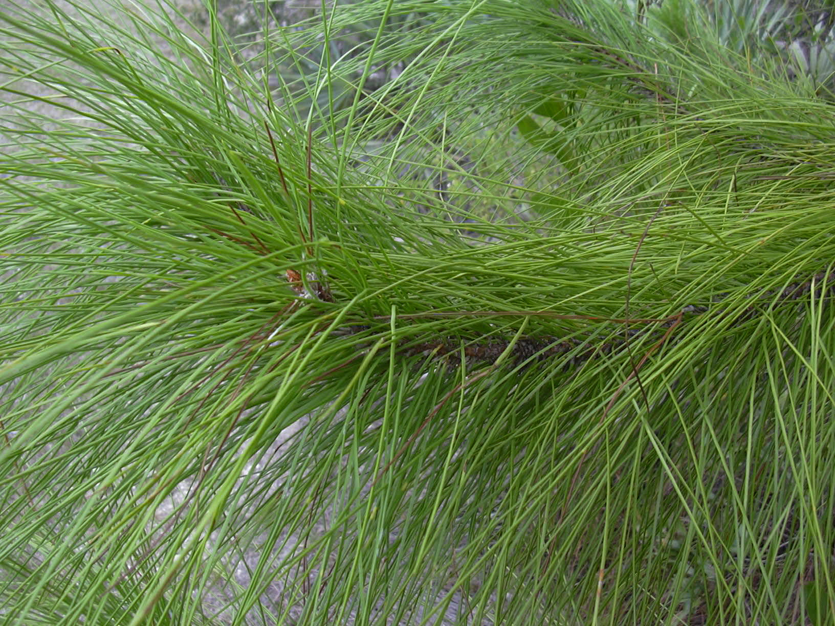 Slash Pine photo 8
