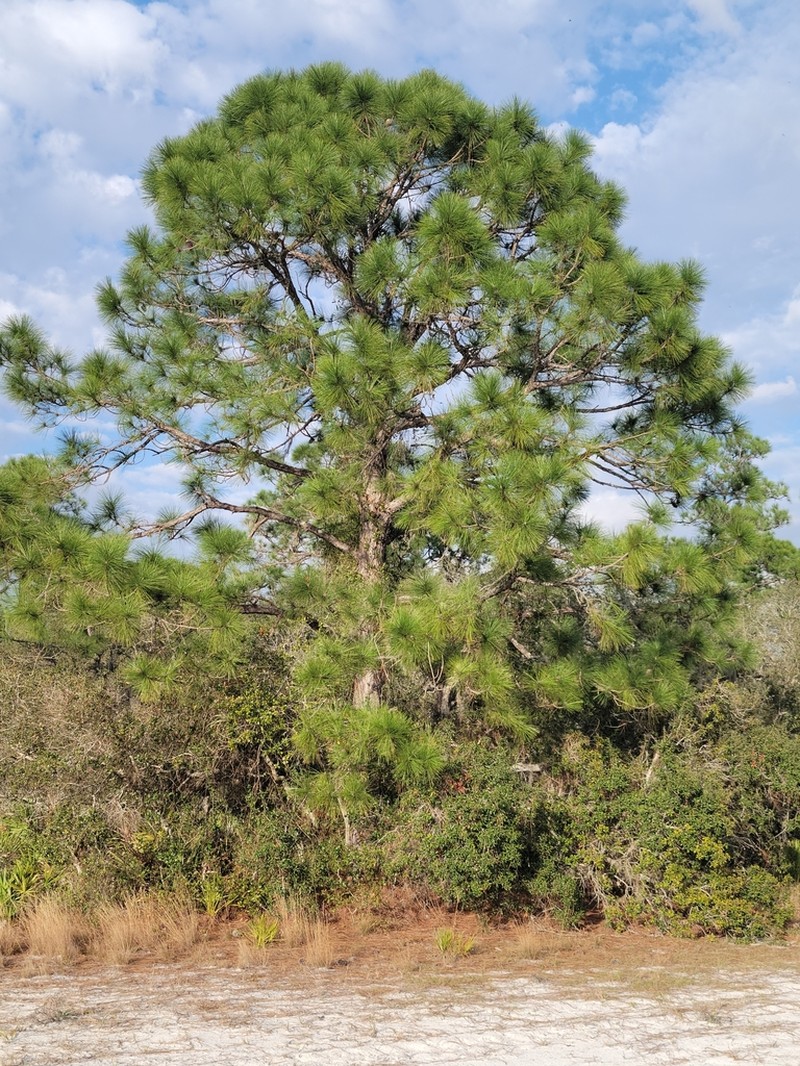 Slash Pine photo 4
