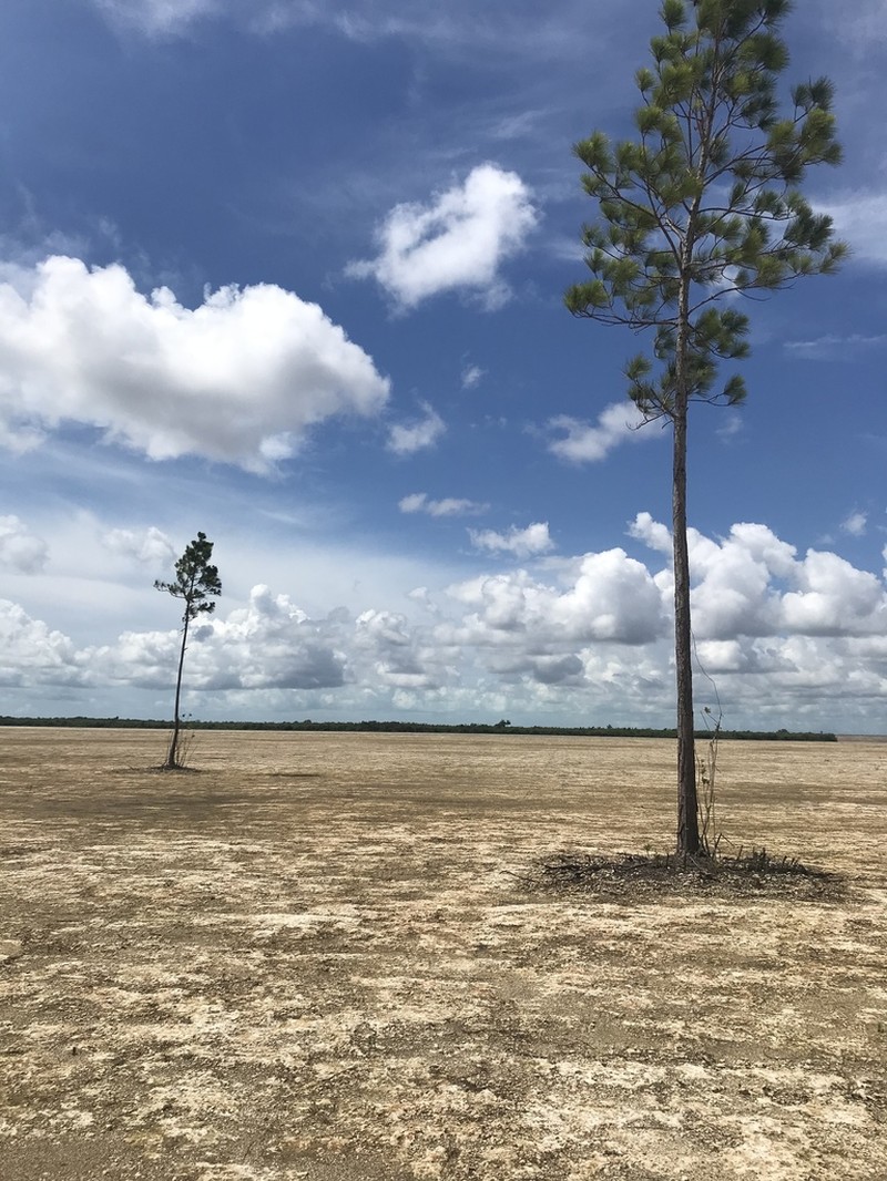 Slash Pine photo 5