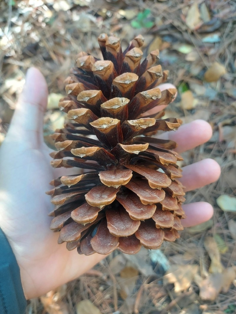 Slash Pine photo 6