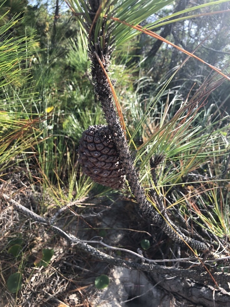 Slash Pine photo 7
