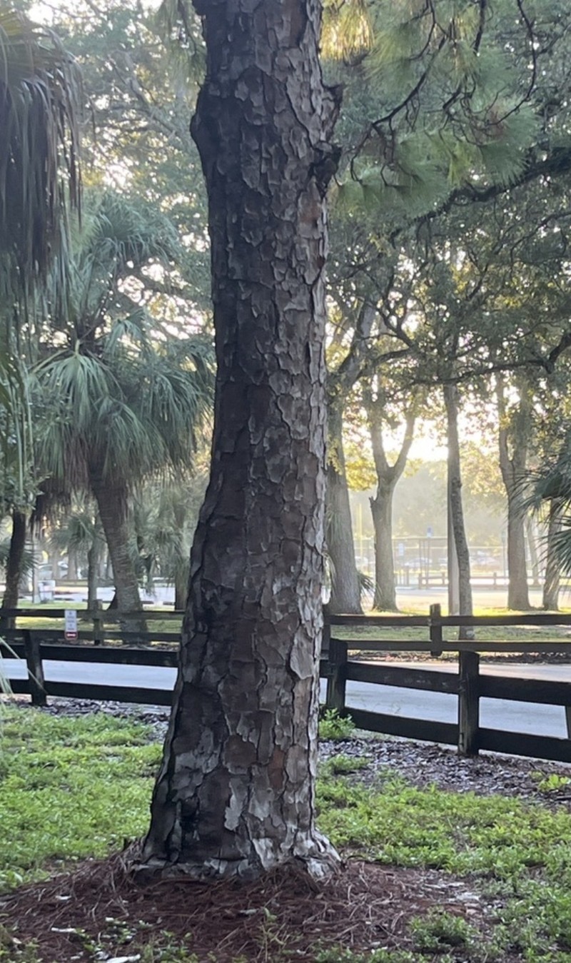 Pinus elliottii var. densa