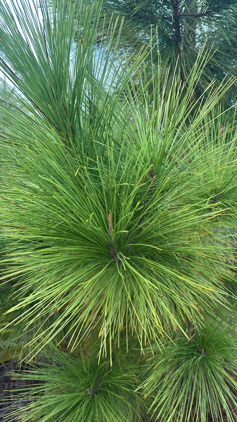 Pinus elliottii var. densa photo 2