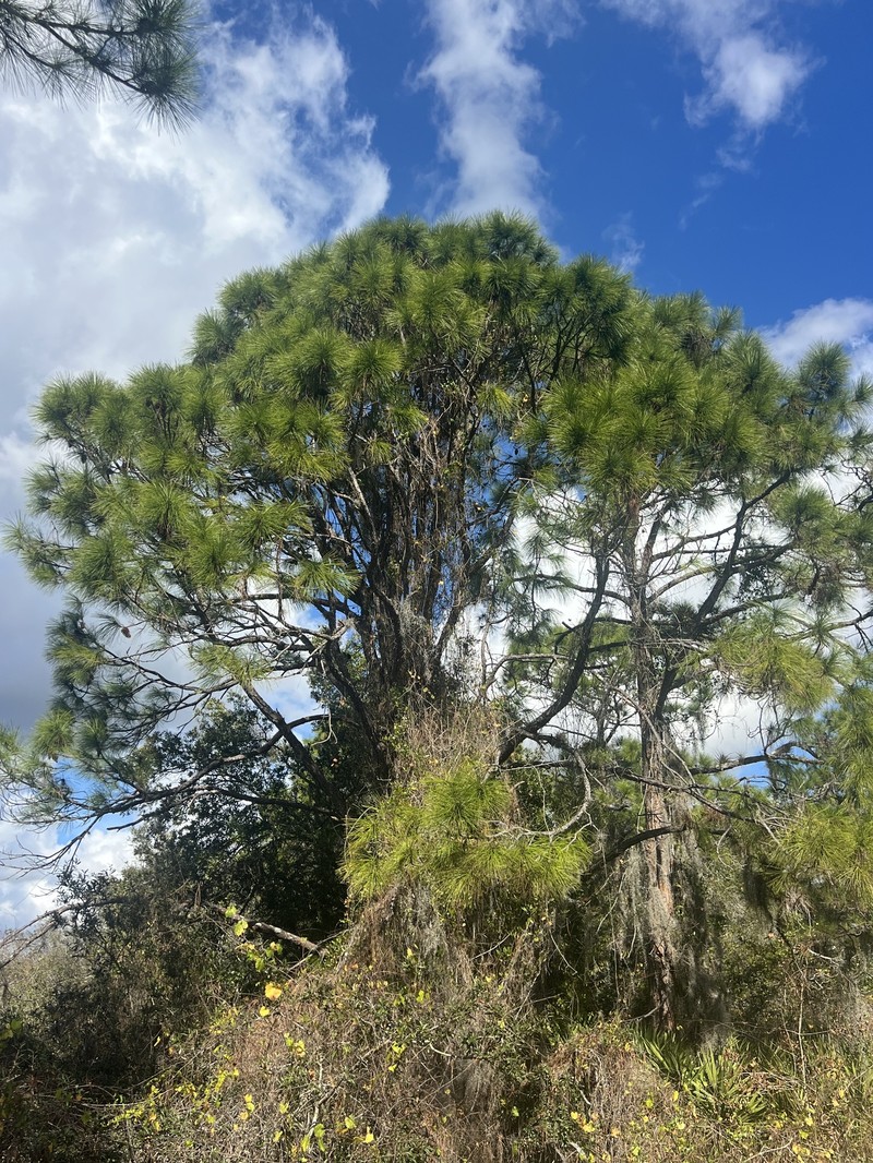 Pinus elliottii var. densa photo 3