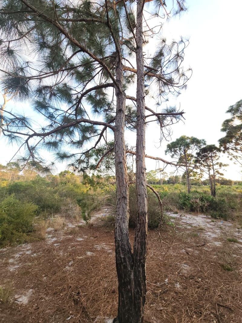 Pinus elliottii var. densa photo 4