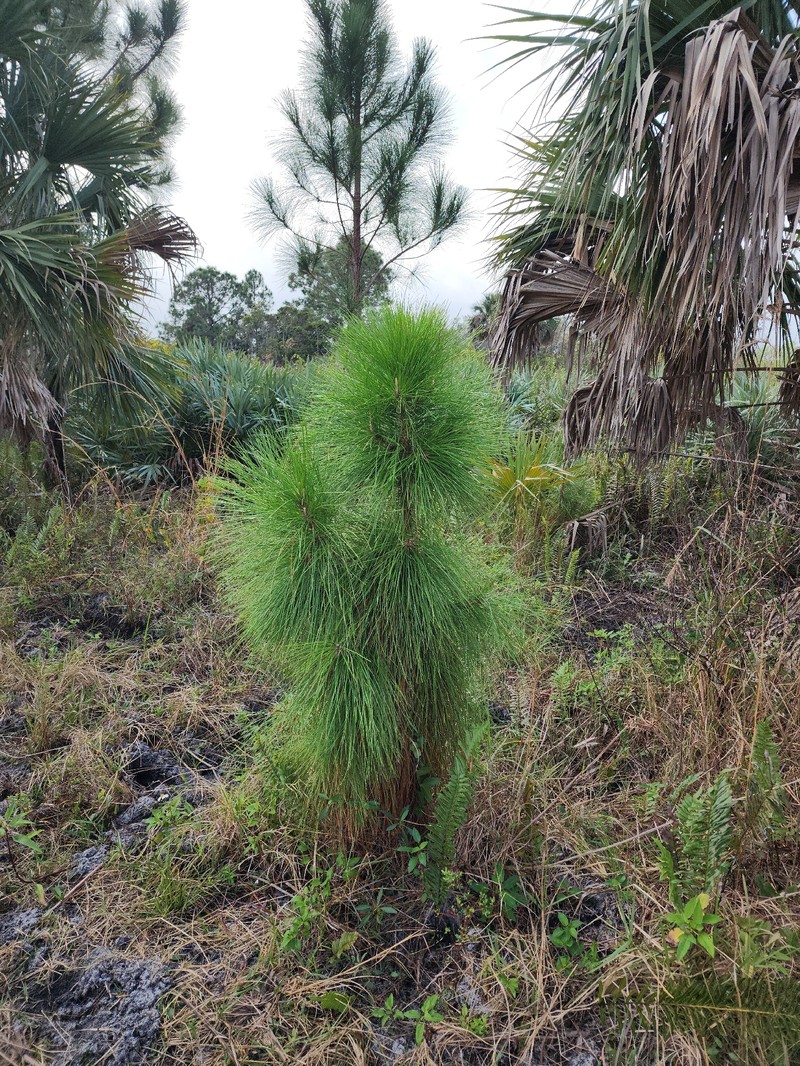 Pinus elliottii var. densa photo 5