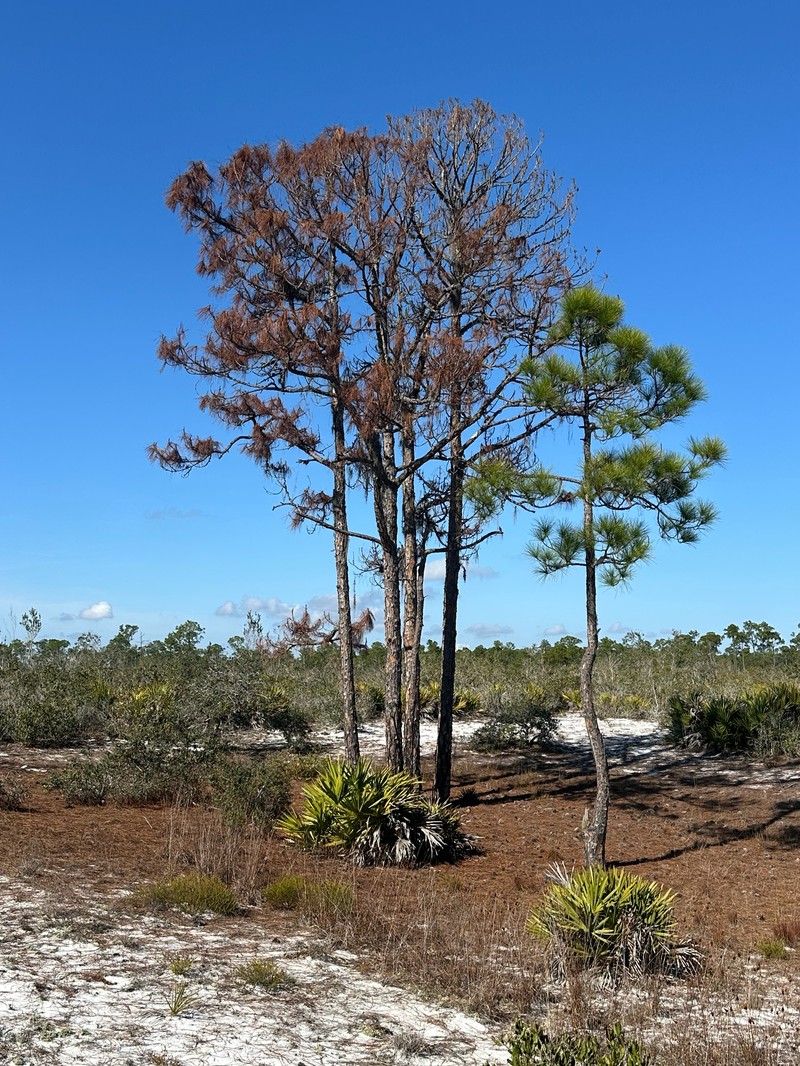 Pinus elliottii var. densa photo 6