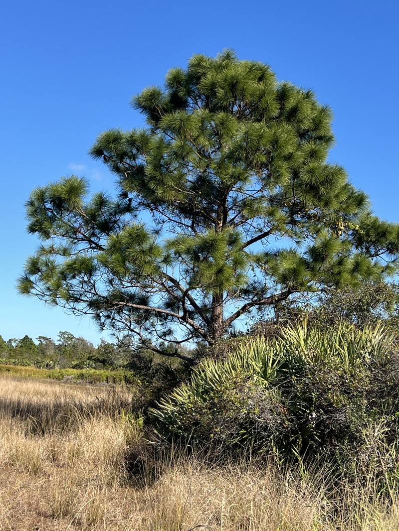 Pinus elliottii var. densa photo 7