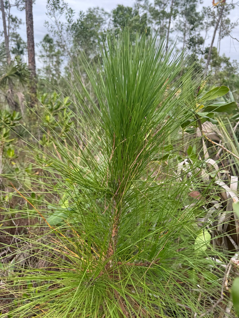 Pinus elliottii var. densa photo 8