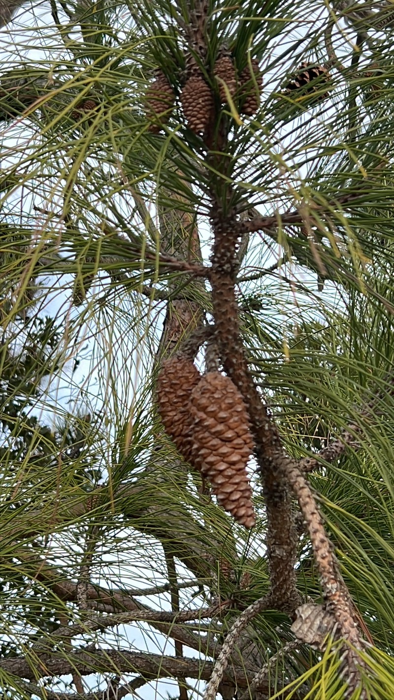 Pinus elliottii var. elliottii