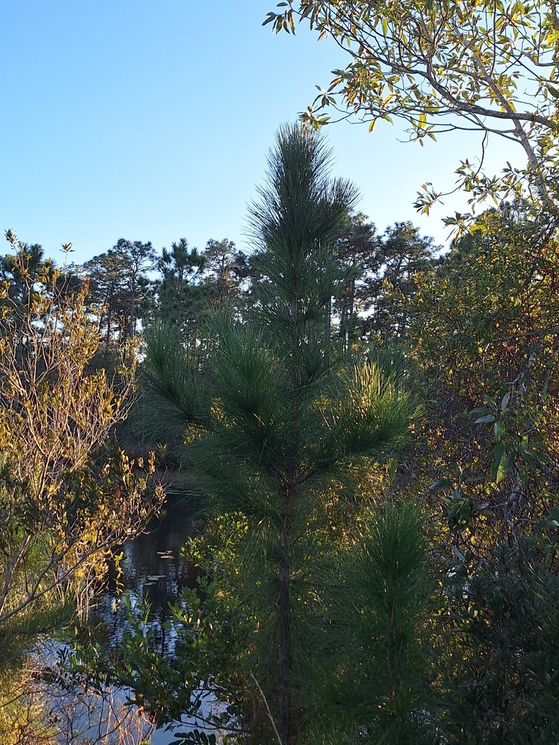 Pinus elliottii var. elliottii photo 2