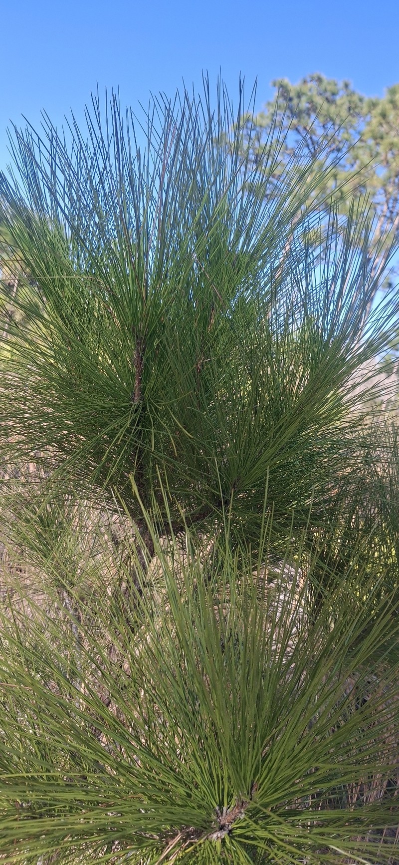Pinus elliottii var. elliottii photo 3