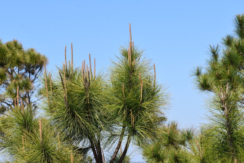 Pinus elliottii var. elliottii photo 7