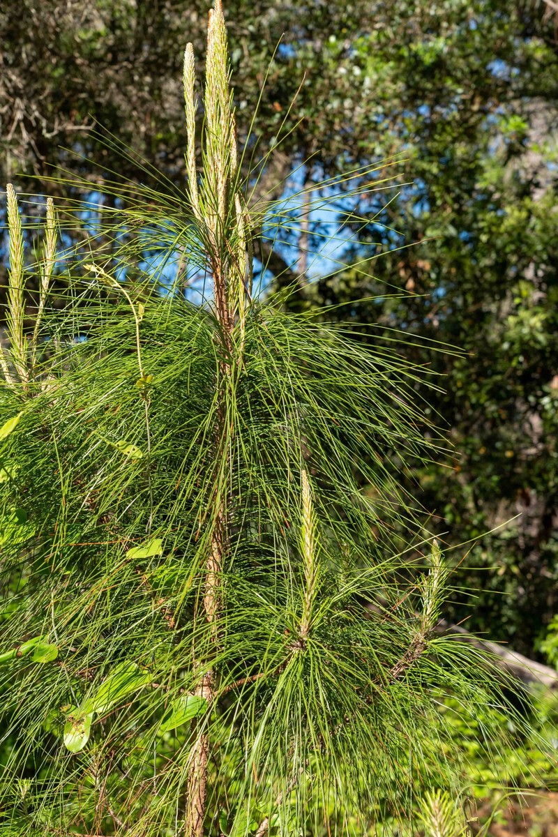 Pinus elliottii var. elliottii photo 8
