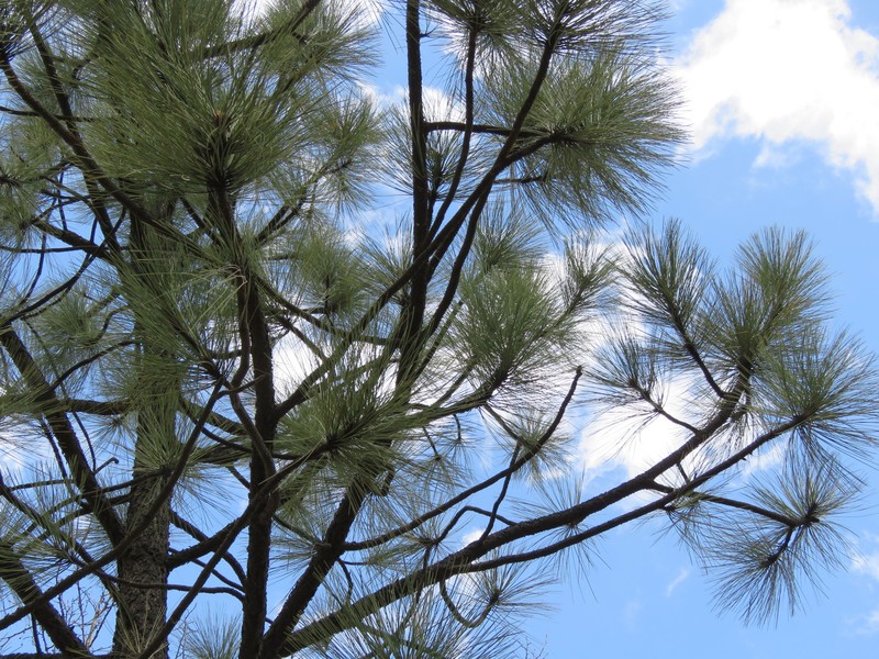Apache Pine photo 4