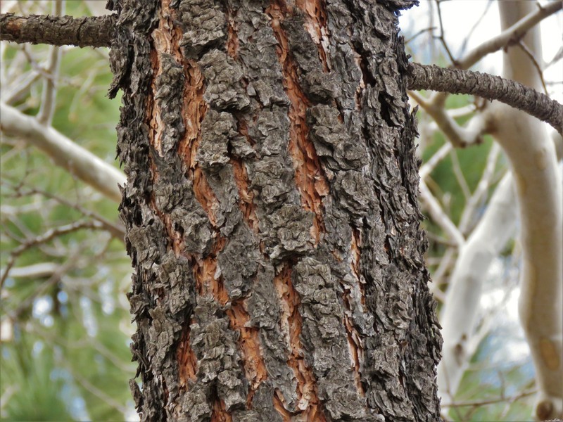 Apache Pine photo 5