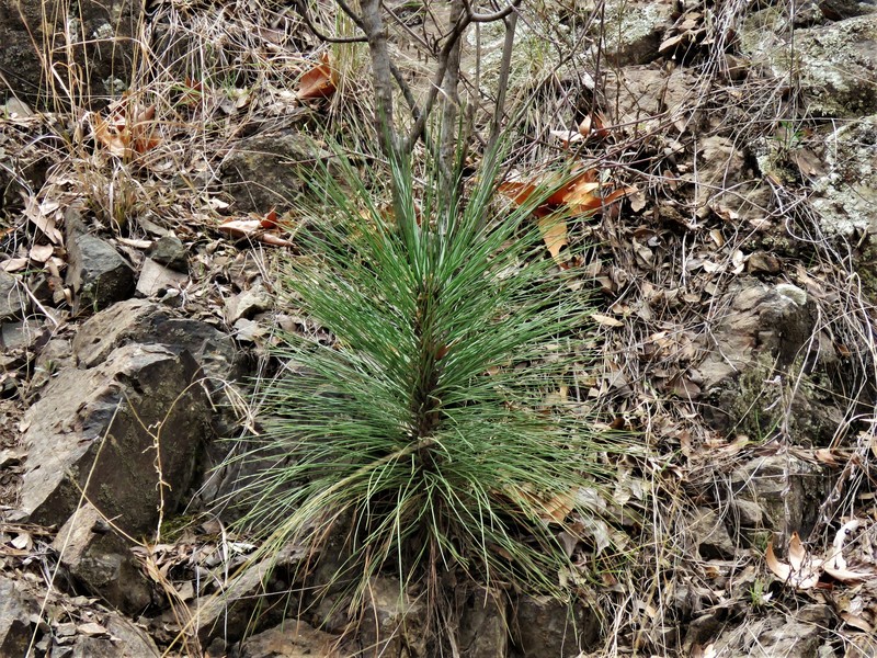 Apache Pine photo 6