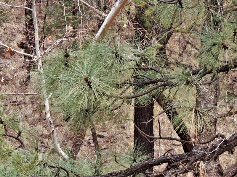 Apache Pine photo 2