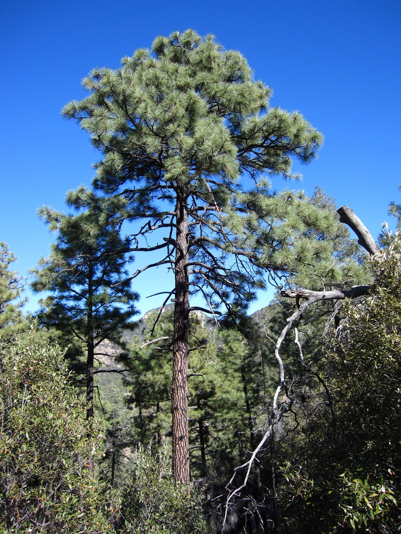 Apache Pine