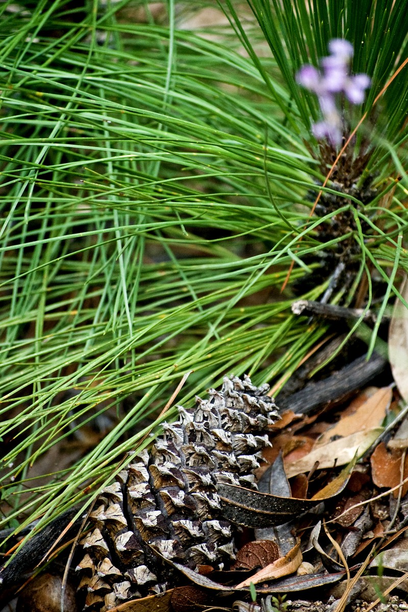 Apache Pine photo 3
