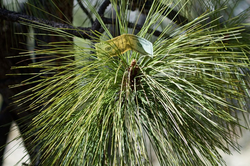Apache Pine photo 3