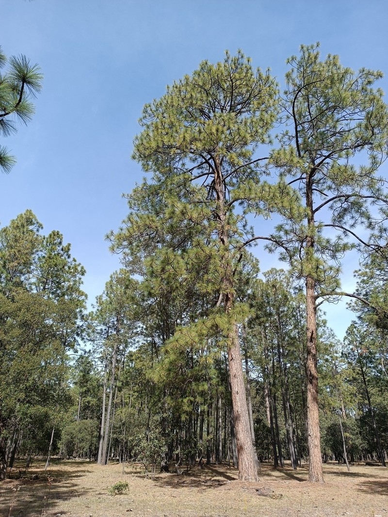 Apache Pine photo 4