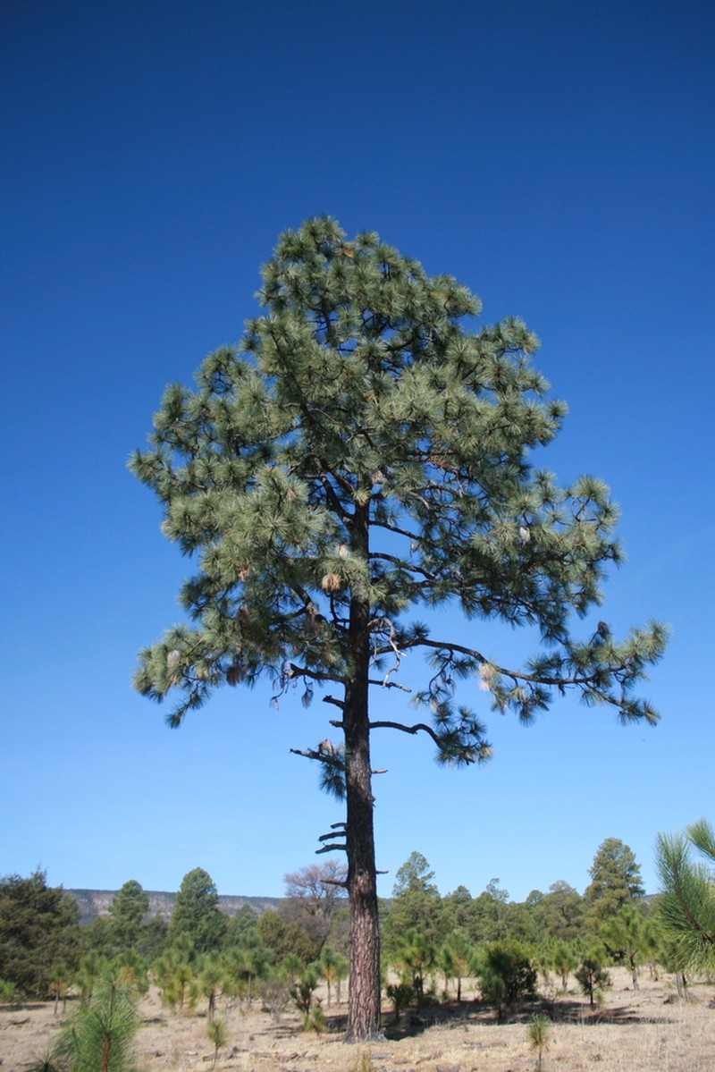 Apache Pine photo 5