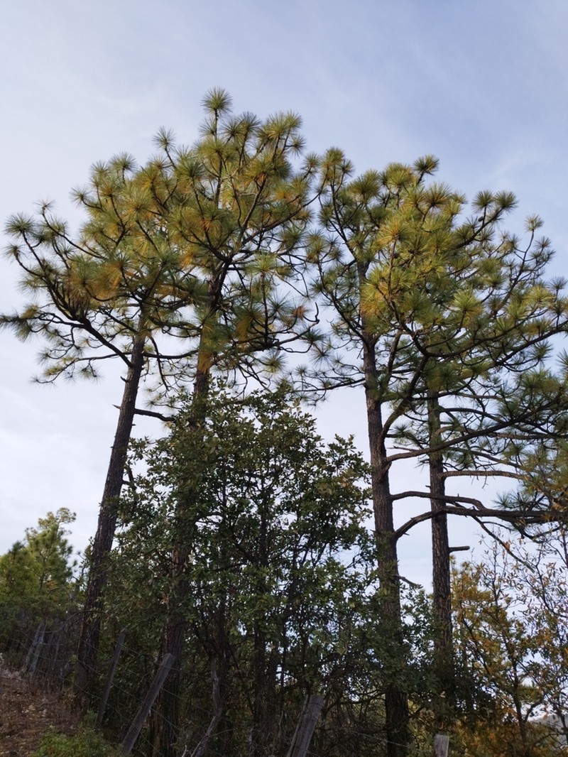 Apache Pine photo 6
