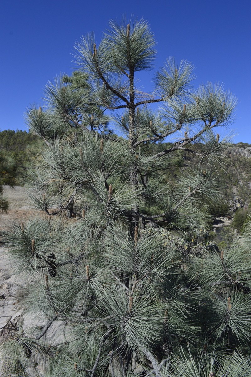 Apache Pine photo 7