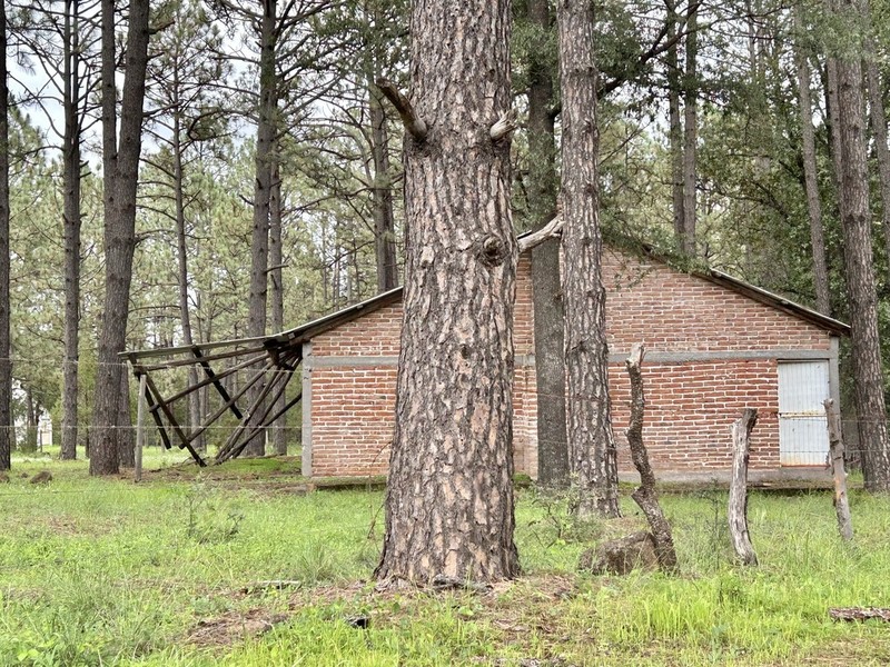 Apache Pine photo 8