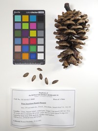Pinus fenzeliana
