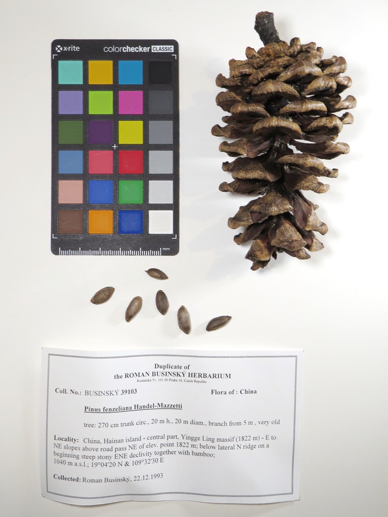 Pinus fenzeliana