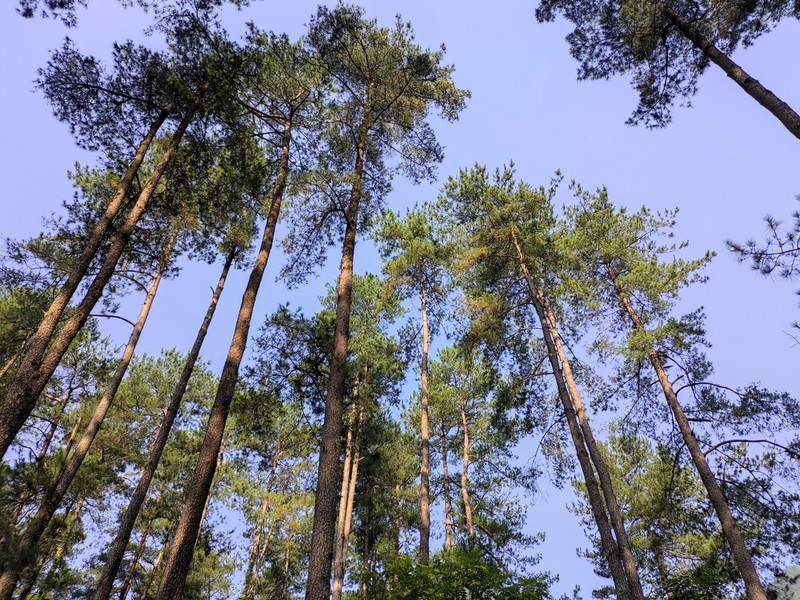 Pinus fenzeliana photo 2