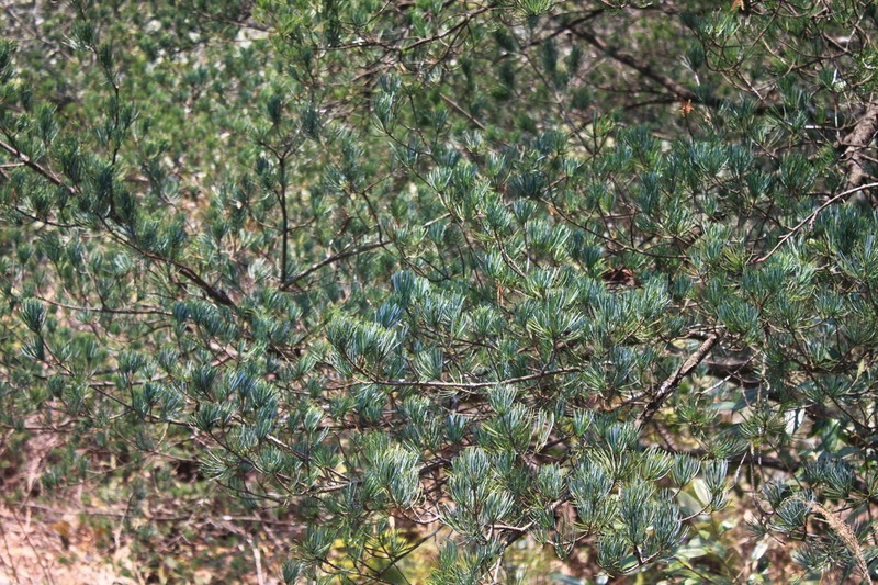 Pinus fenzeliana photo 3