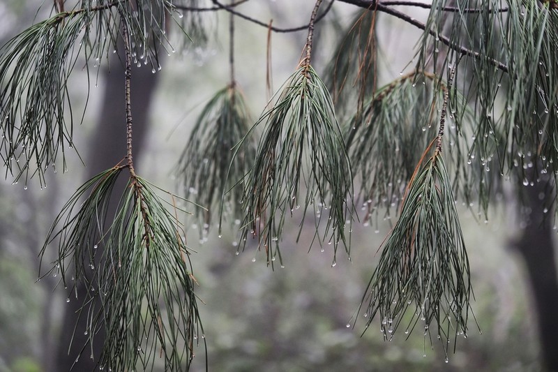 Pinus fenzeliana photo 4