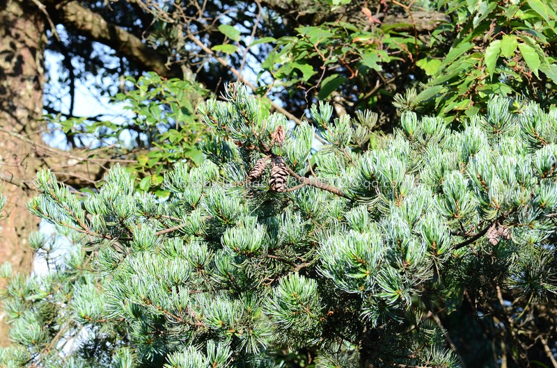 Pinus fenzeliana photo 5