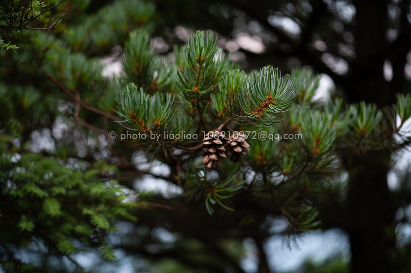 Pinus fenzeliana photo 6