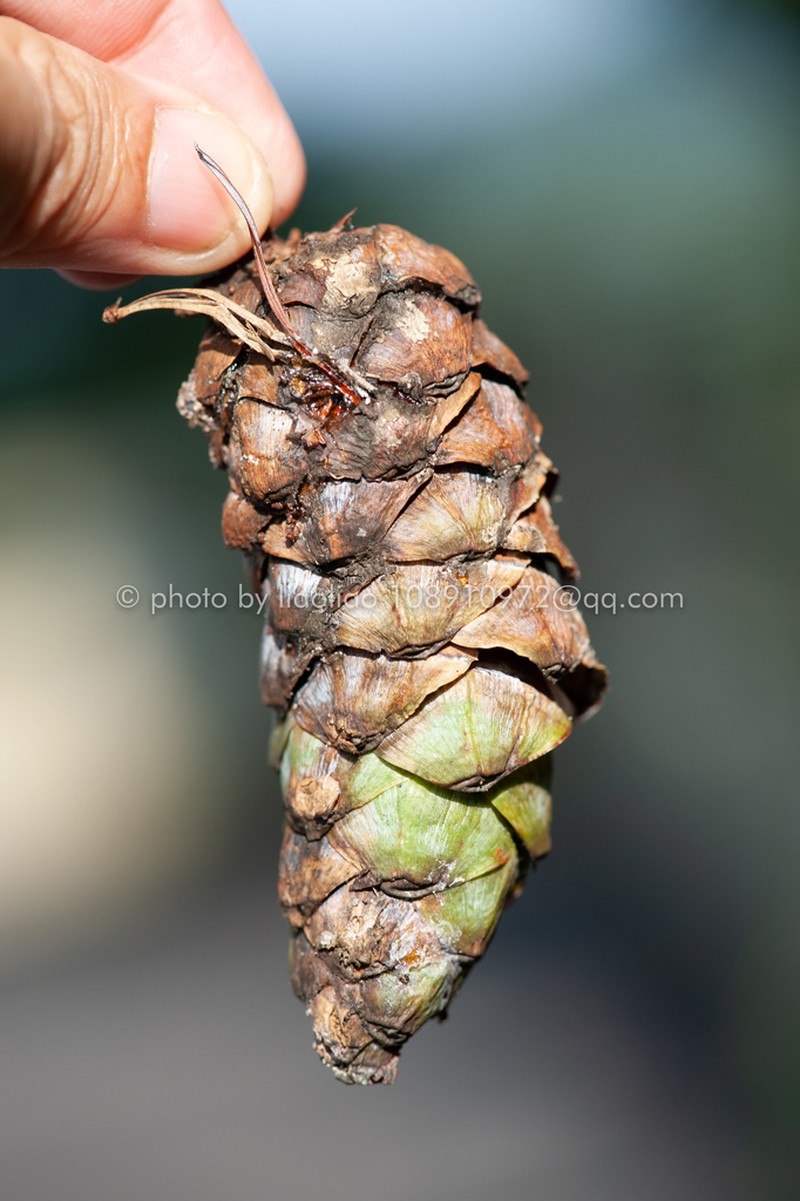 Pinus fenzeliana photo 7