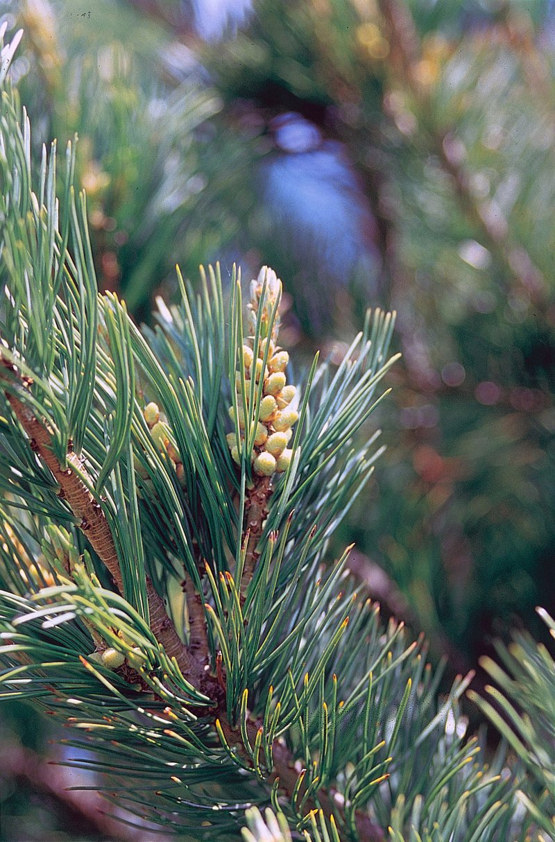 Limber Pine photo 2