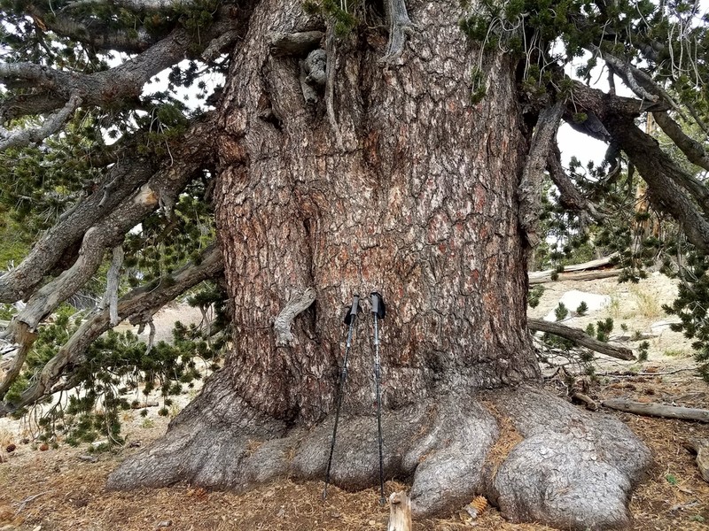 Limber Pine photo 2