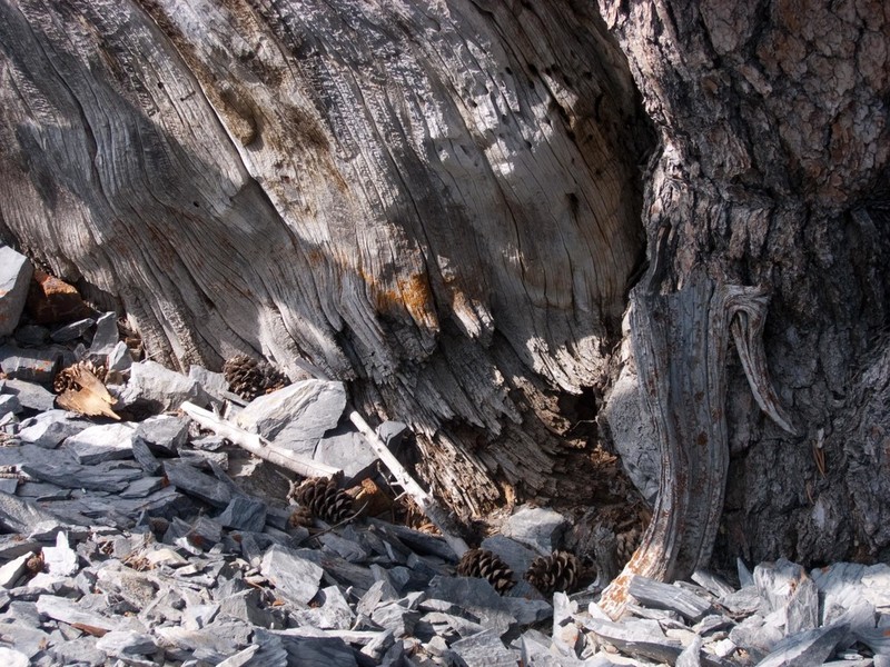 Limber Pine photo 3