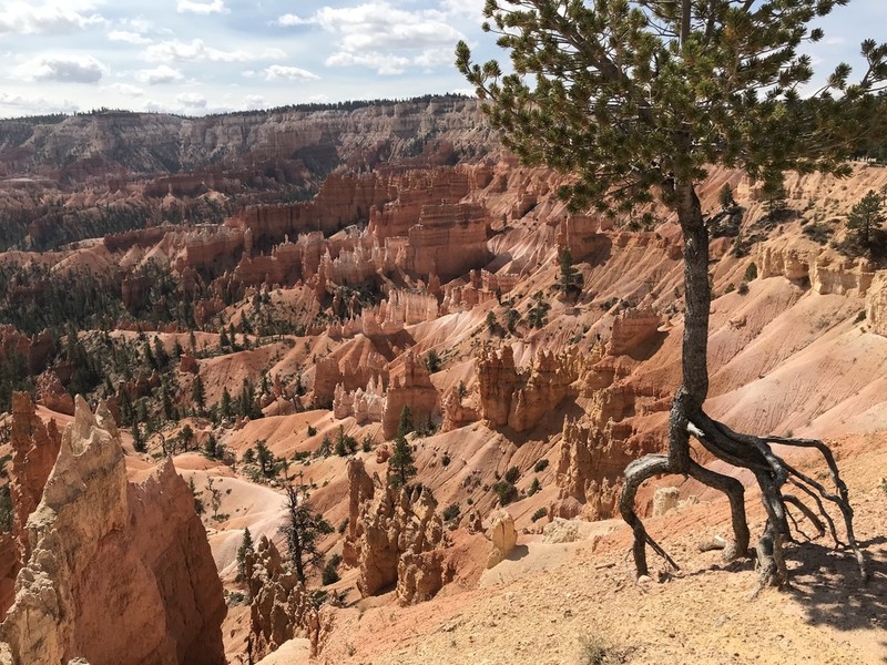 Limber Pine photo 4