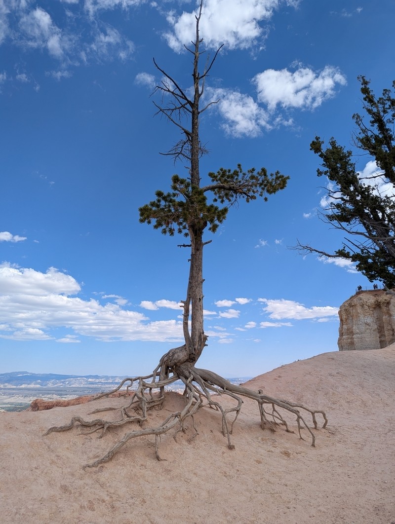 Limber Pine photo 5