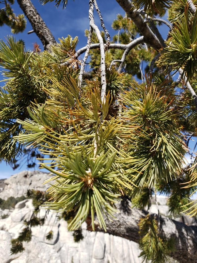 Limber Pine photo 6