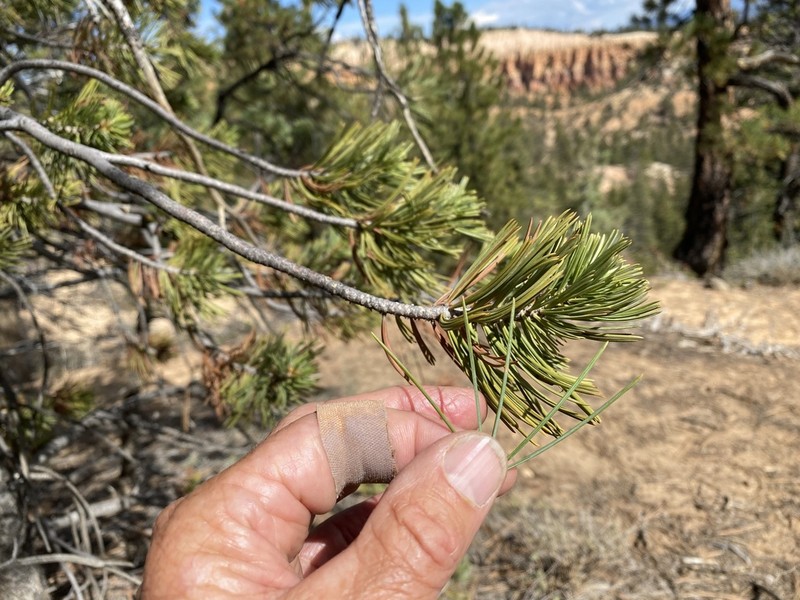 Limber Pine photo 7