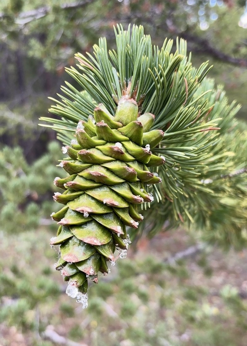 Limber Pine photo 8